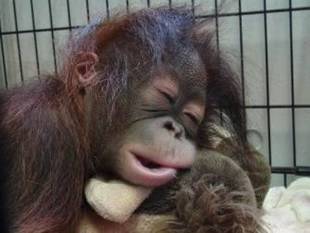 オランウータンの赤ちゃん その21
