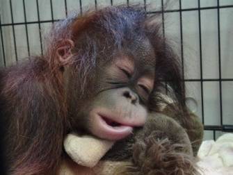 オランウータンの赤ちゃん その21の写真