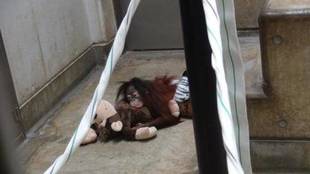 オランウータンの赤ちゃん その22