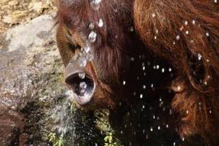 オランウータンのロビン先生