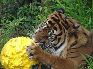あの時はありがとうございました(=^・^=)