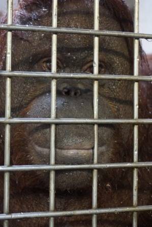 オランウータンのバレ子さんの写真
