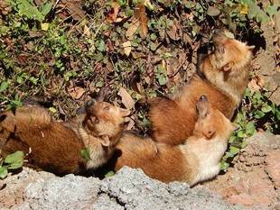 ヤブイヌの日向ぼっこ