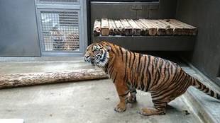 ミンピのその後④