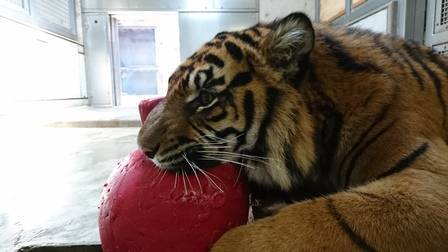 ミンピのお気に入り①の写真