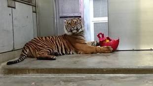 ミンピのお気に入り③