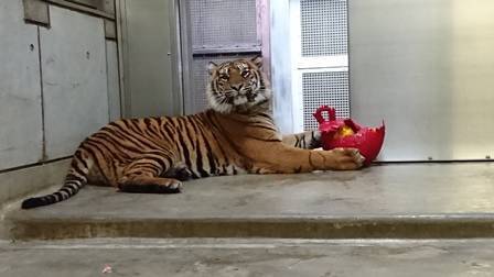 ミンピのお気に入り③の写真