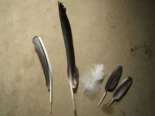 コウノトリの衣替え??の写真