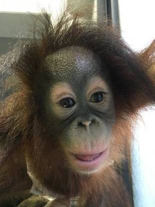 オランウータンの赤ちゃん その23