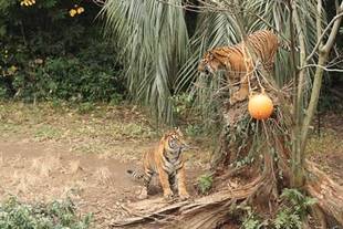 休園日続編①(耳より情報付)