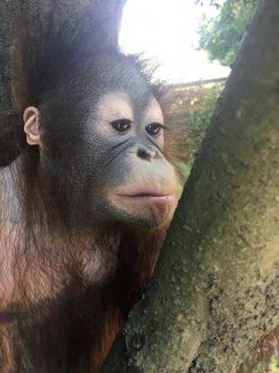 オランウータンのチェリア特別編4