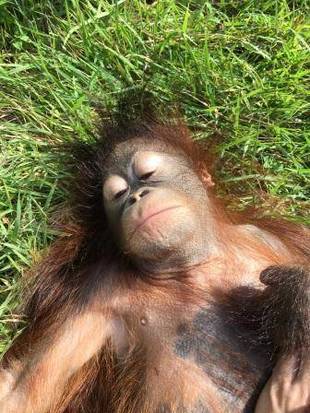 オランウータンの赤ちゃん その24