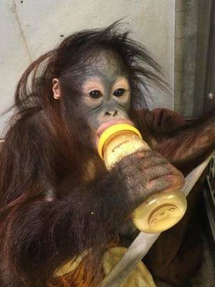 オランウータンのチェリア特別編6