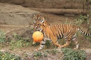 今日遊具を入れますよ!