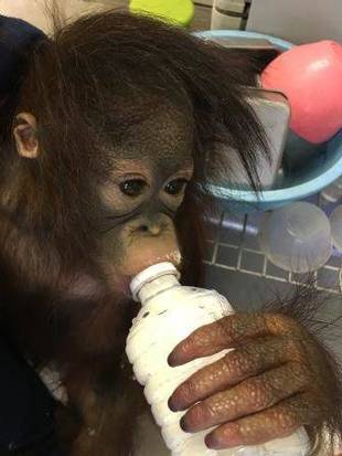 オランウータンの赤ちゃん その25