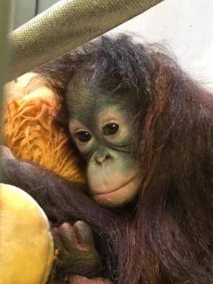 オランウータンのチェリア特別編2