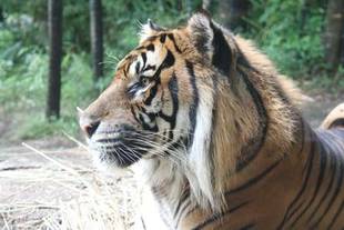 スマトラトラらしく