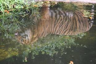 鏡に映る我が顔に・・・