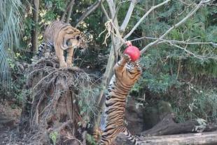 クリスマスプレゼント①