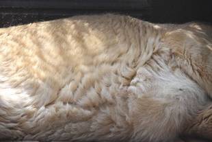 ここにもいました!