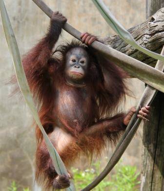 オランウータンのチェリア特別編7の写真