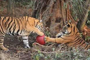 クリスマスプレゼント②