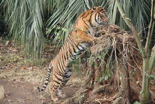 クリスマスの後で・・・