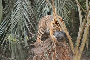 クリスマスプレゼント④