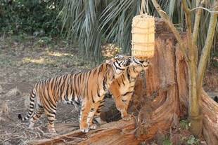 お年玉をあげました