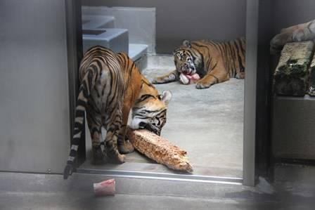 引退間近?の写真
