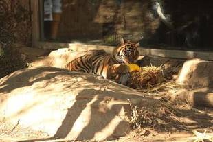 米俵③(その中には・・・)