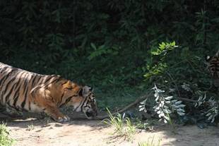 捨てたらゴミですが・・・