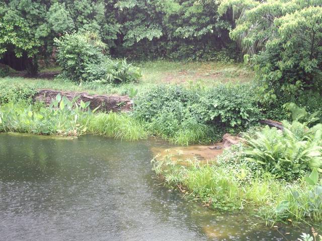 大雨にご用心((+_+))の写真