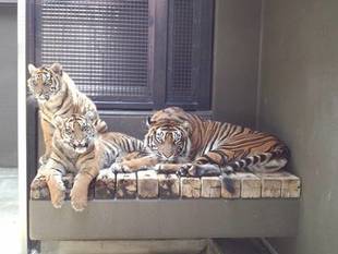 デル、デズ(@_@;)