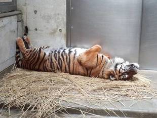 いるの? いらないの?