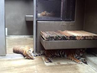 濡れたくないの??