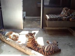 へそ天・・・(*^_^*)