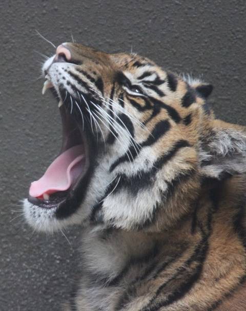 抜けました!の写真