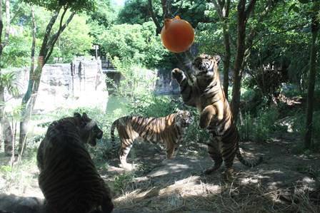 ナイトズーラシア始まりました!の写真