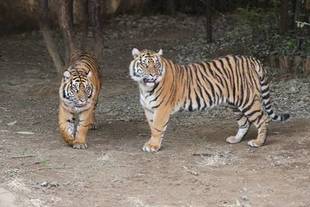 今日からの展示方法