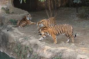 もうすぐ見納め!