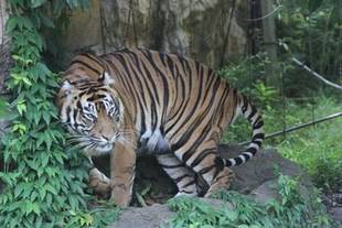 ミンピのその後⑩