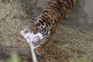 今年もクリスマスプレゼントを!