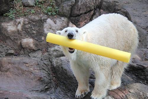ホッキョクグマ