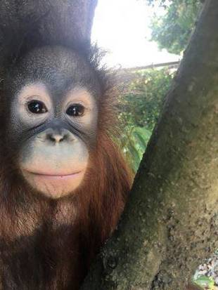 オランウータンのチェリア特別編3