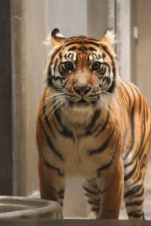 カリの様子②の写真