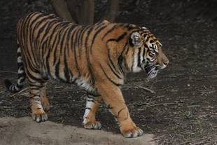 ミンピのその後③