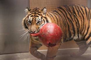 ミンピのその後⑤