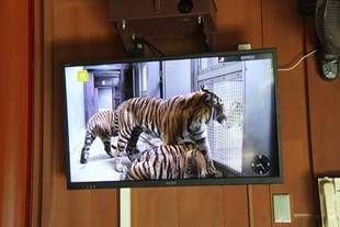 トラは気づきましたが・・・