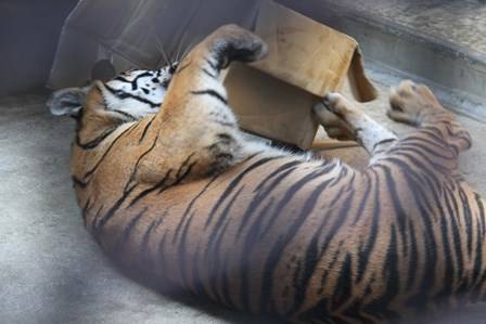 その時ダマイは・・・の写真